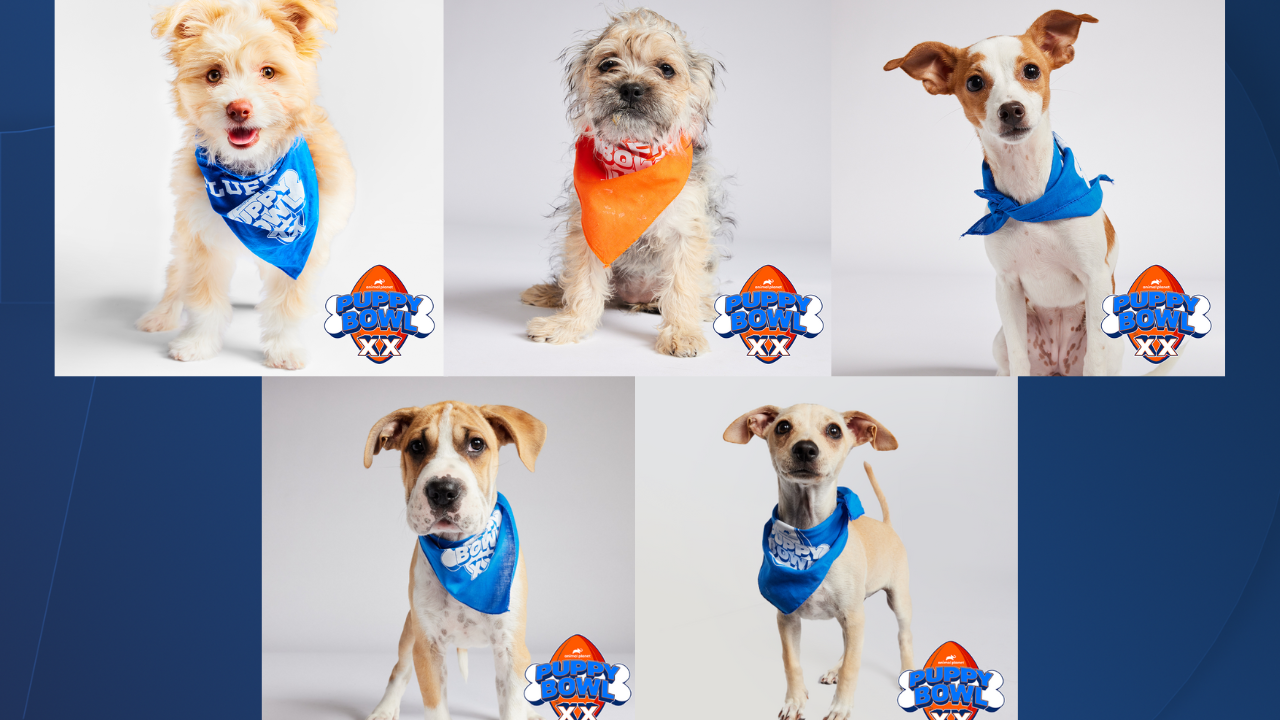 Local shelter puppies in 2024 Puppy Bowl