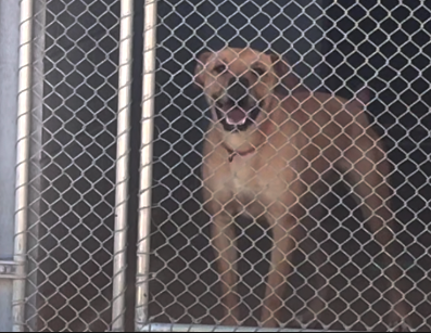 'Looking for some relief': Sierra Vista animal shelter adding more kennels to meet growing need 