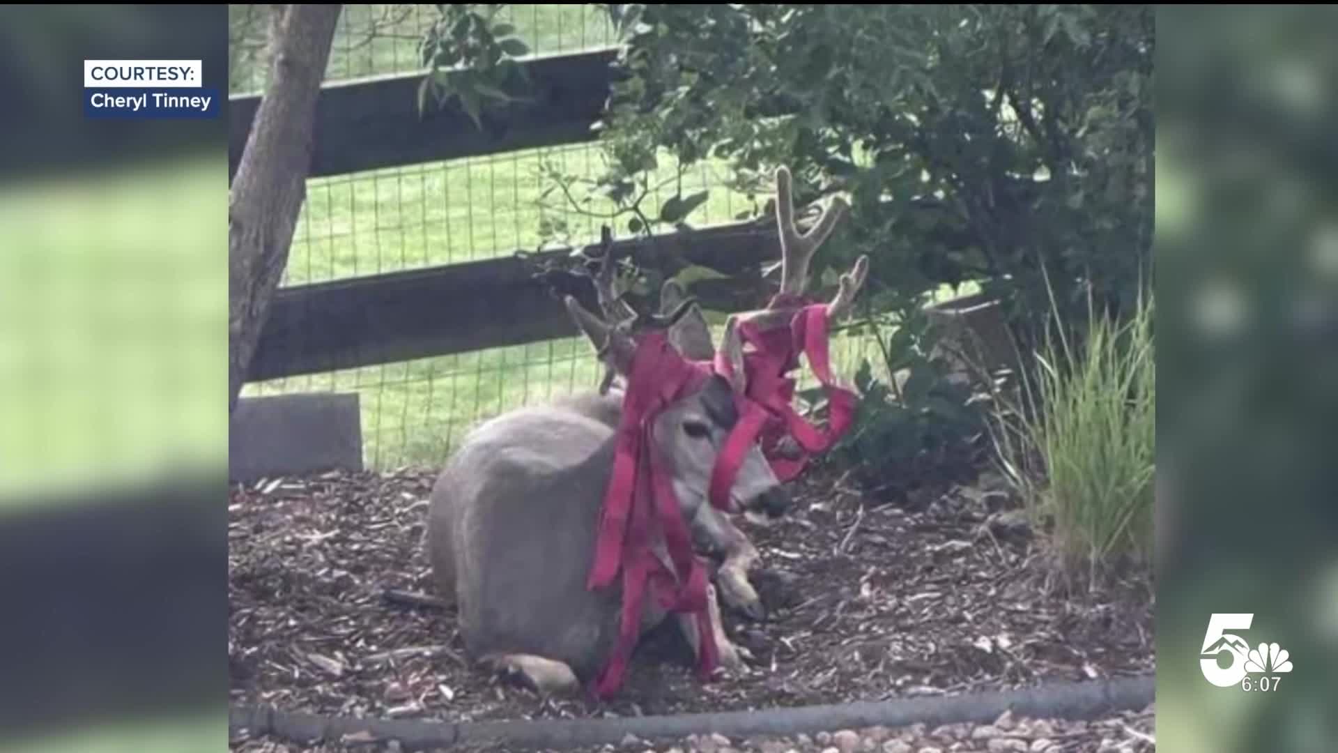Deer