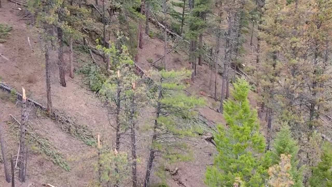 Monarch Trees Storm Damage