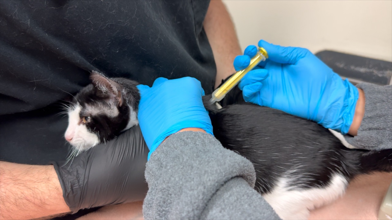 Rabies vaccines.jpg