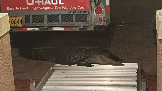 Courtesy photo of gator that bit man at front door in Daytona Beach