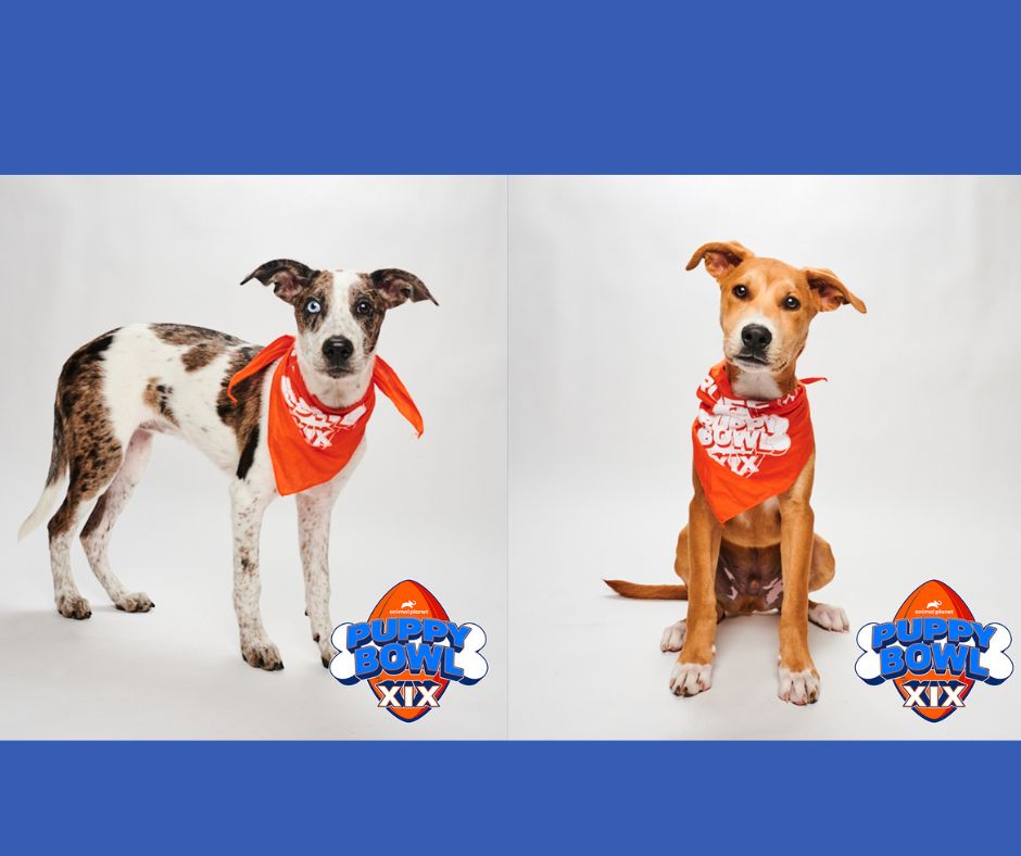 Willaby and Pascal in Puppy Bowl