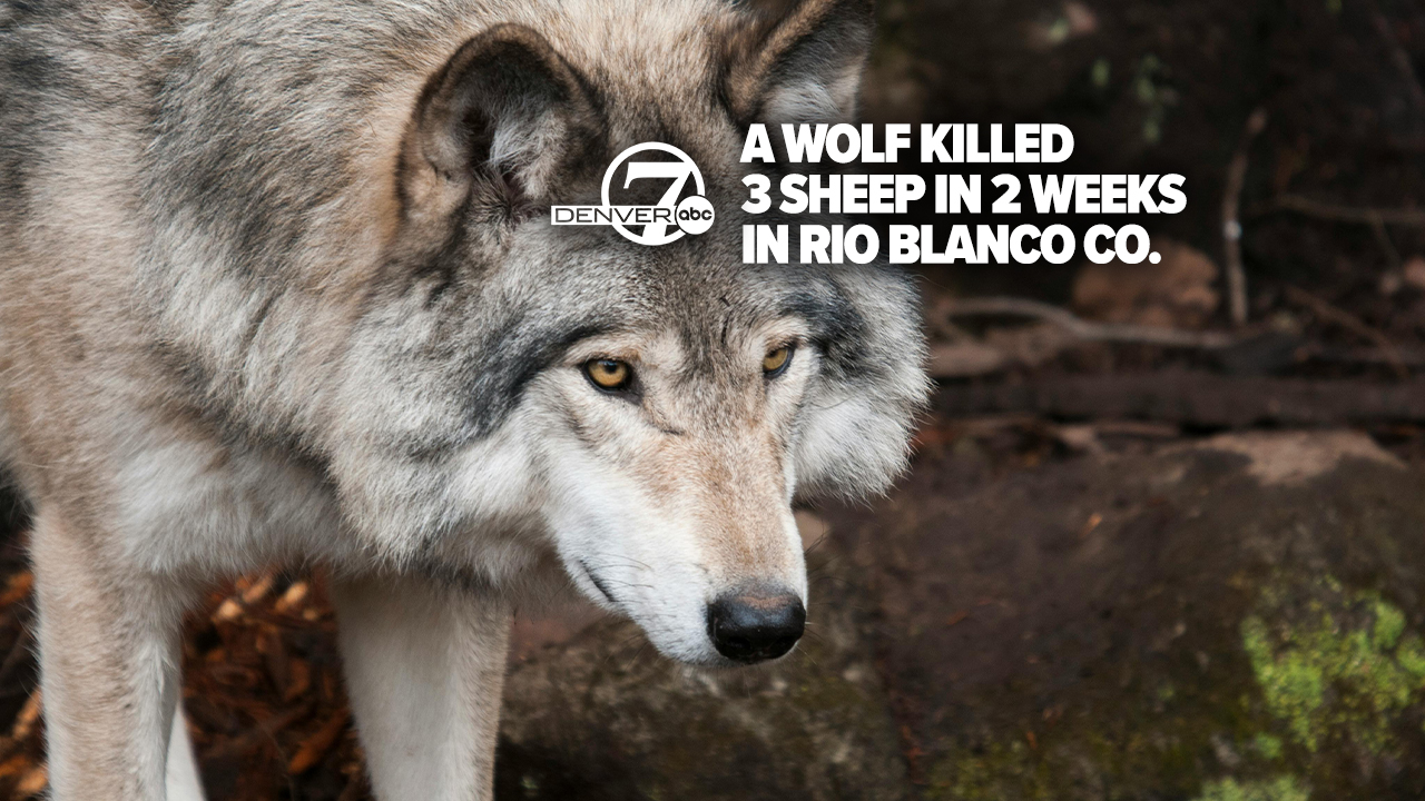 RIO BLANCO WOLF THUMBNAIL.jpg