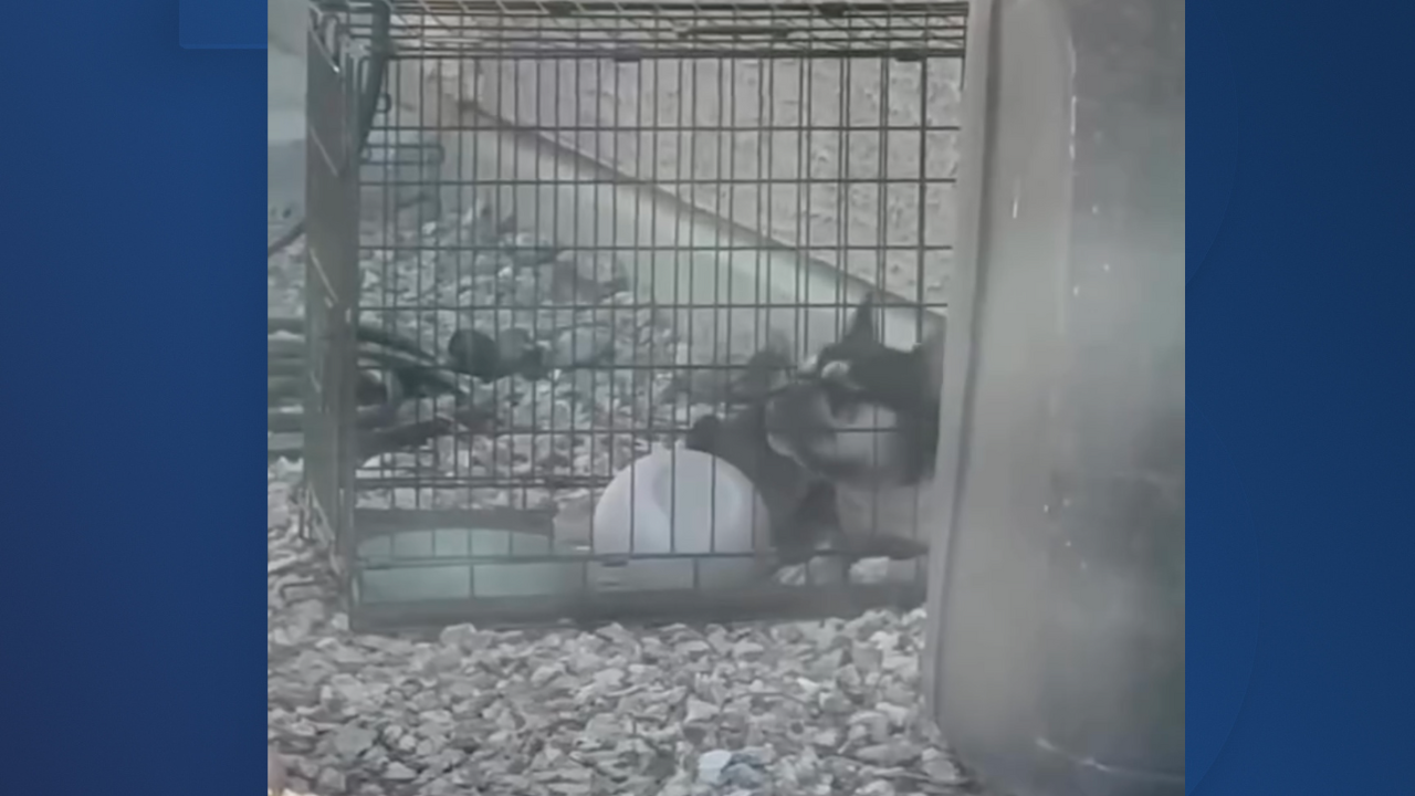 Dog died after reportedly being left outside during Extreme Heat Watch, Las Vegas authorities investigating