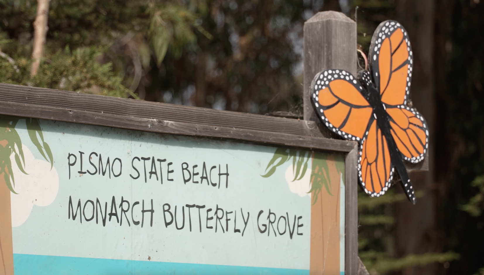 Pismo Beach Monarch Butterfly Grove 