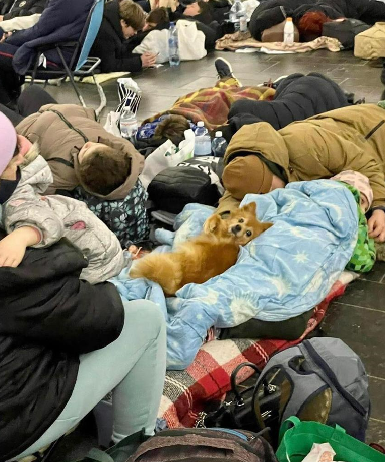 Castle Rock coffee shop donating to Ukrainian animal rescue