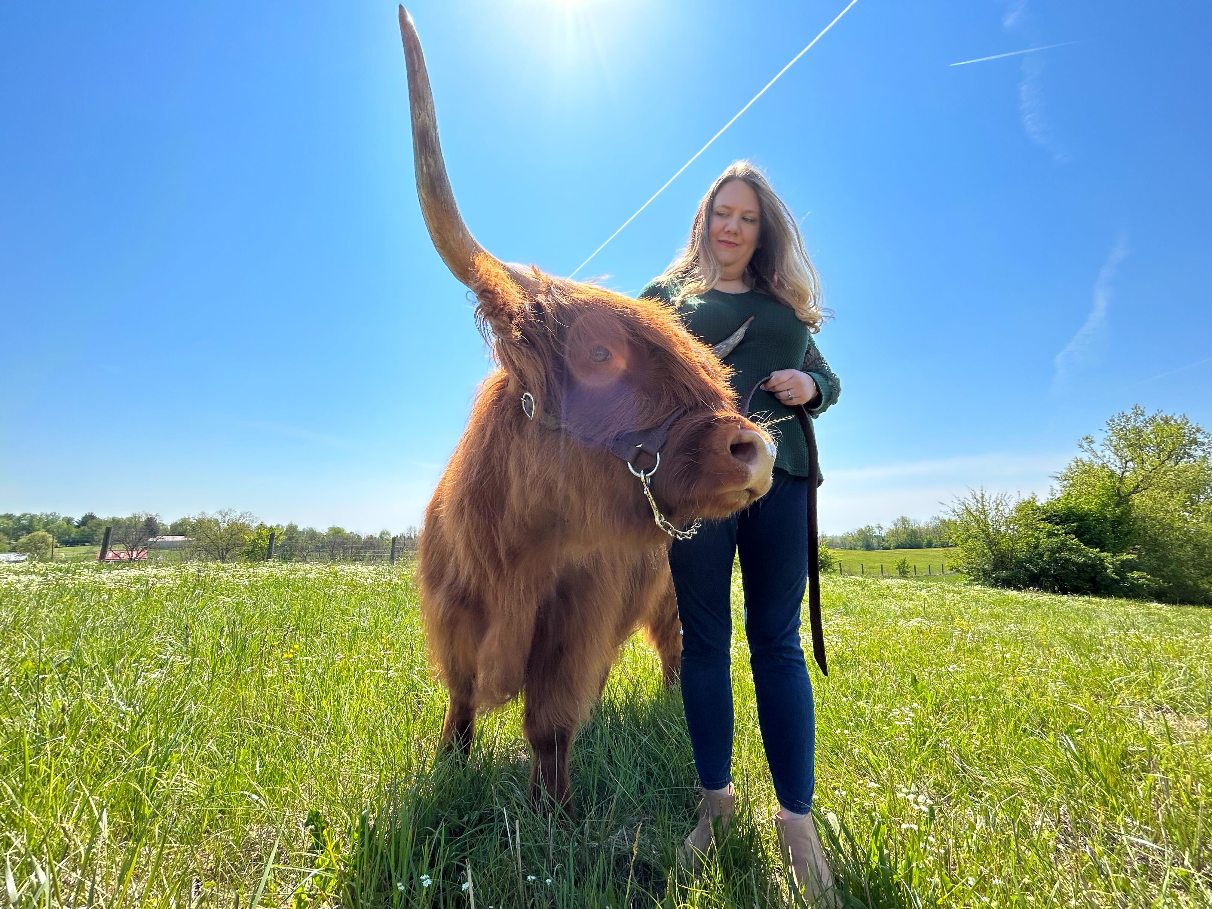 Roxie the Cow 
