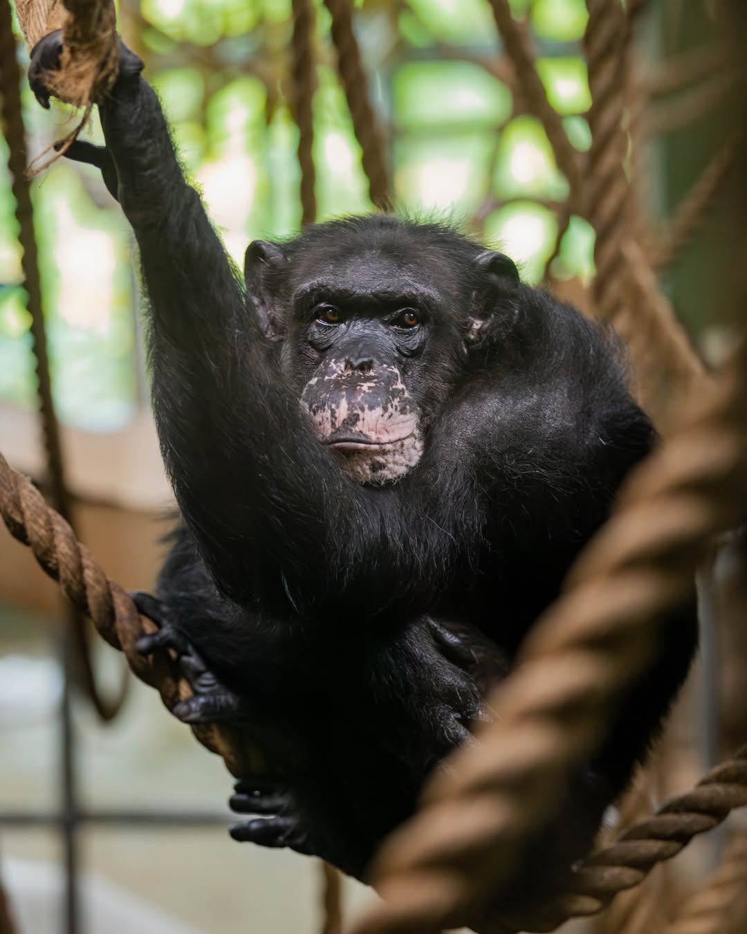 Peggy the chimpanzee