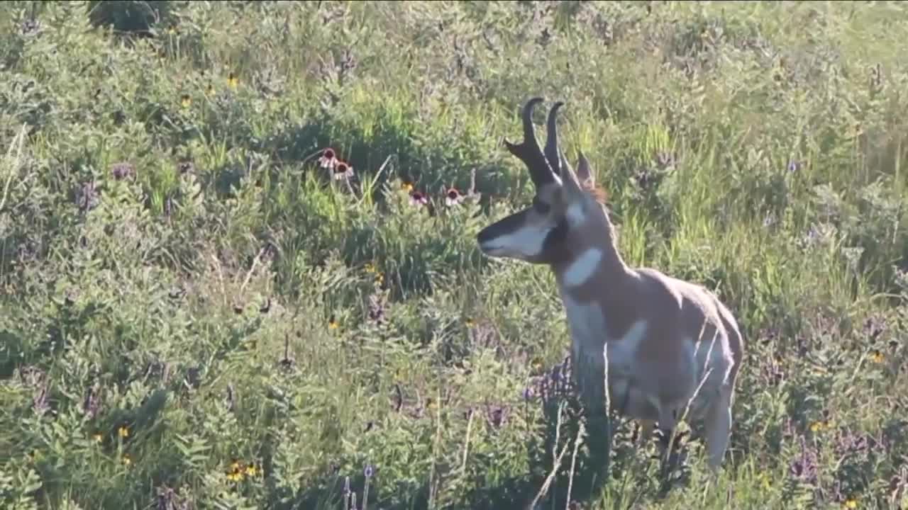 Untamed Montana: Try to catch up with a pronghorn antelope