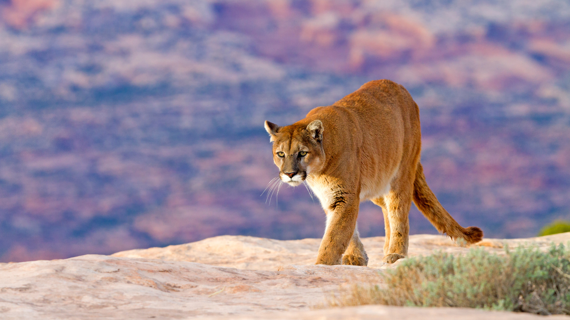 Featured Image Custom Edit (8).png