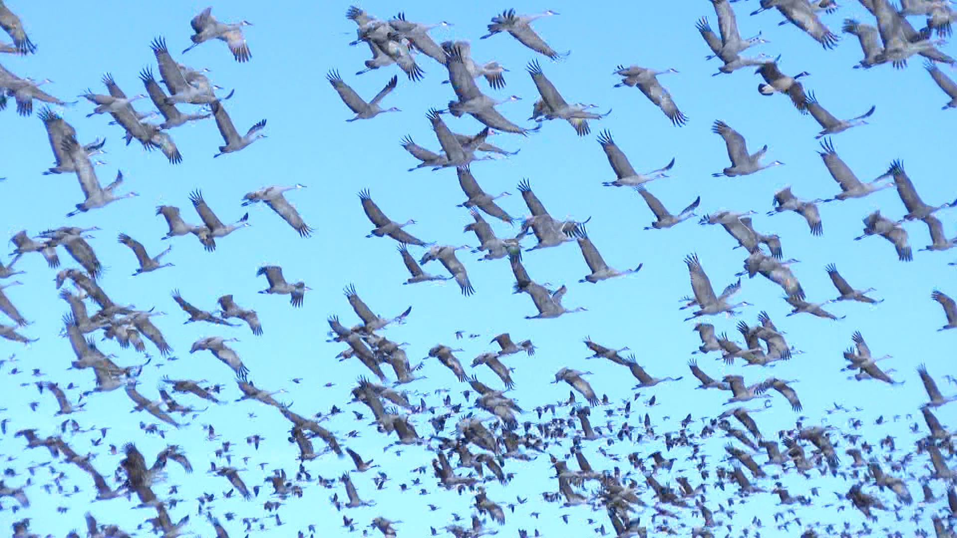 Sandhill Crane Migration