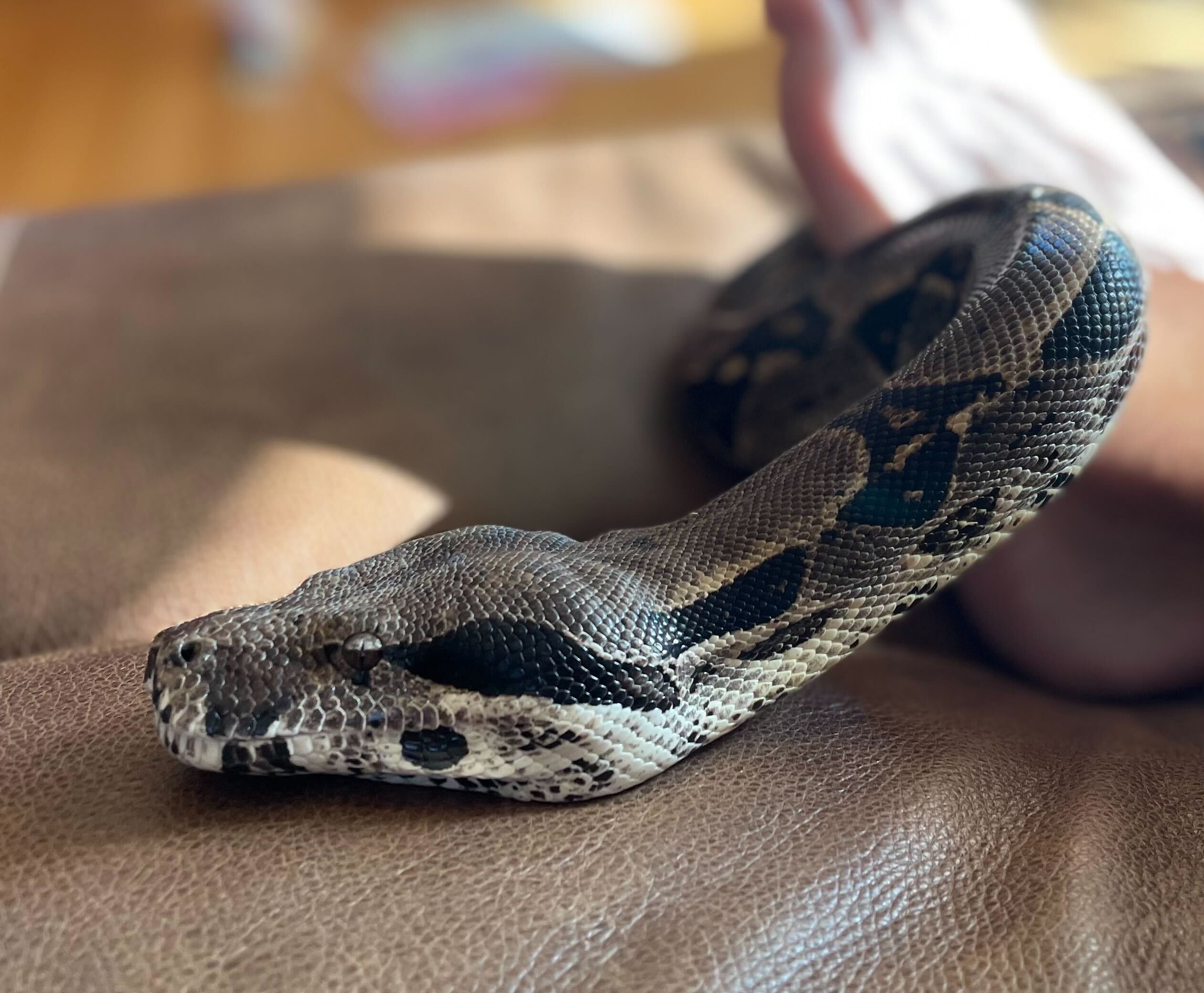 Lost Boa