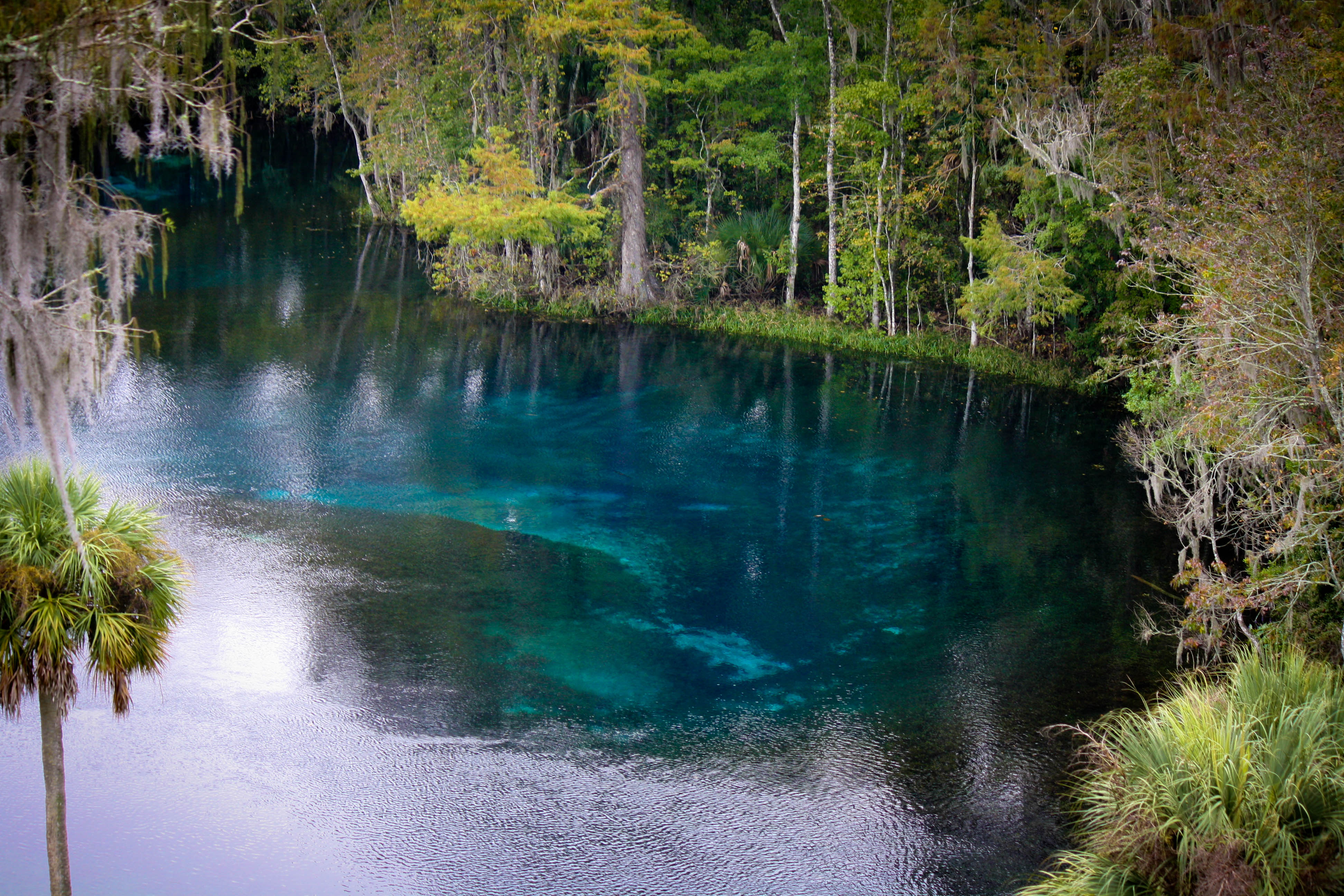 Florida's Silver Springs