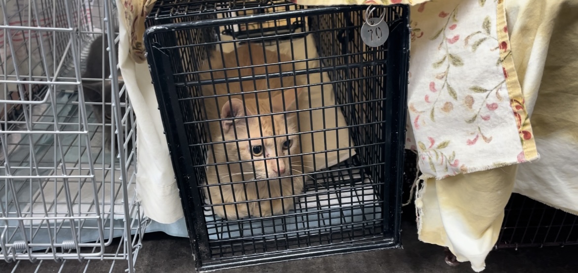 ABC Clinic Cat Trapped