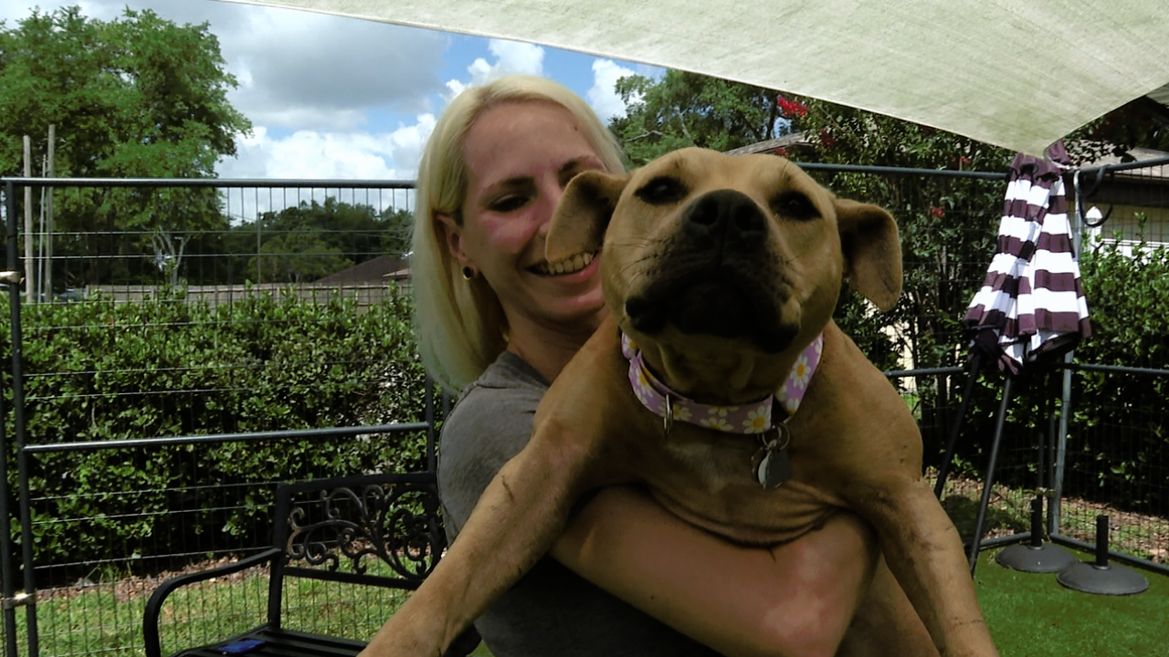 Polk pit bull rescue shelter over capacity, in desperate need of fosters