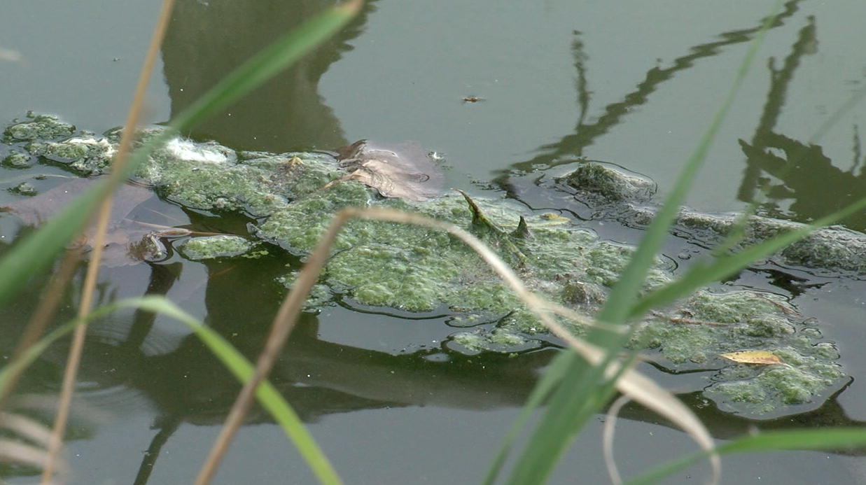 blue-green algae found at sloan’s lake.png