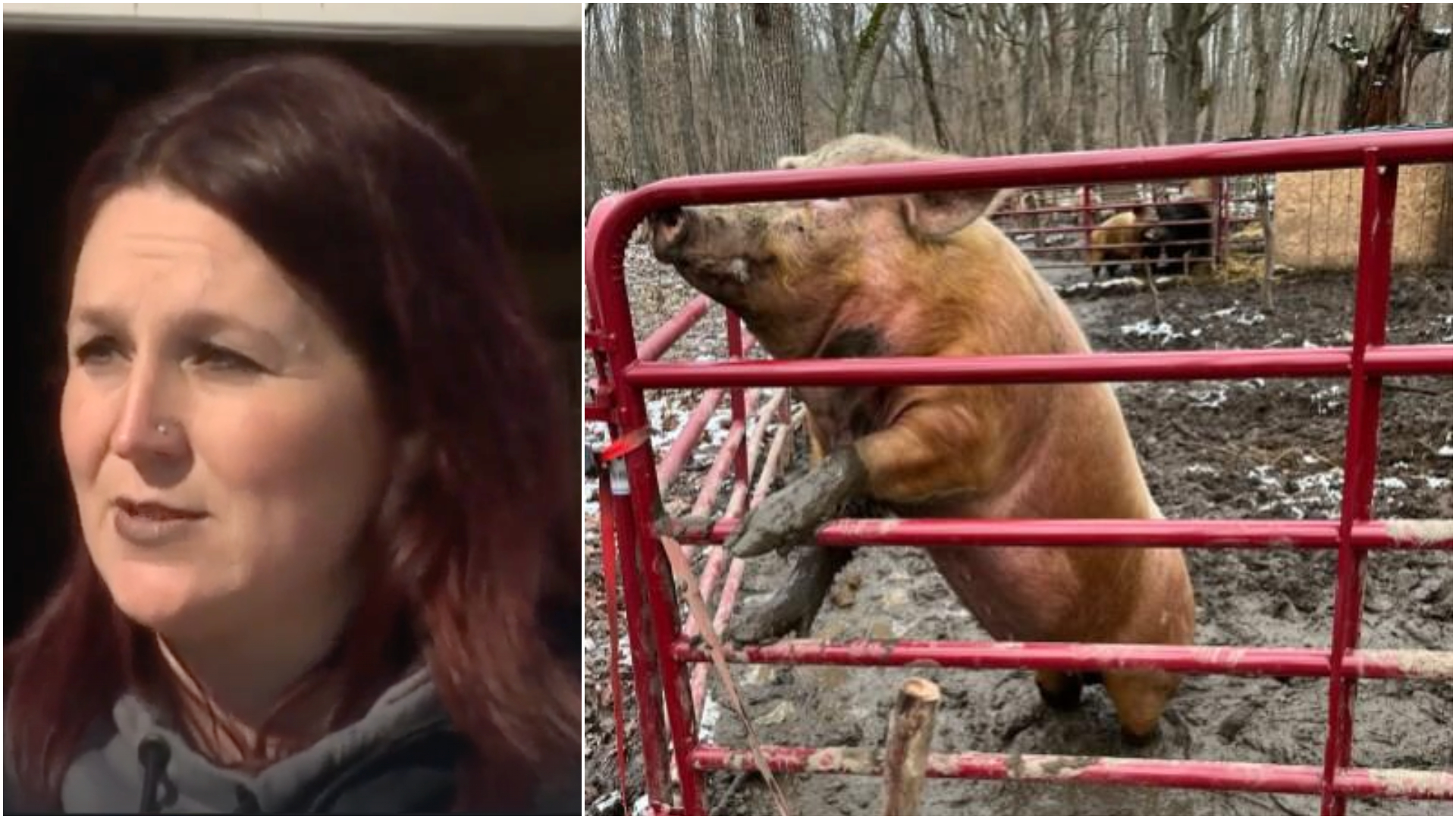 animal cruelty sentencing.jpg