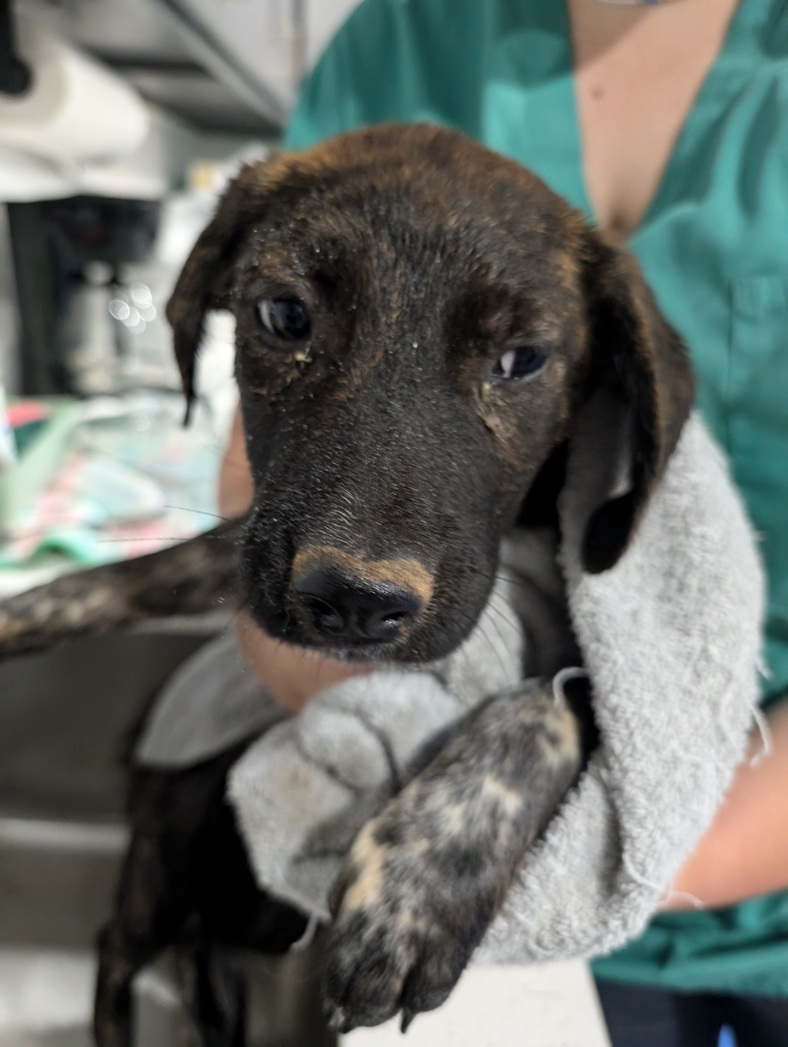 Rescued Cattle Dogs Await a Second Chance