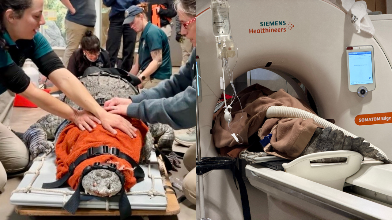 Hogle Zoo's 10-foot crocodile gets checked into University of Utah for CT scan