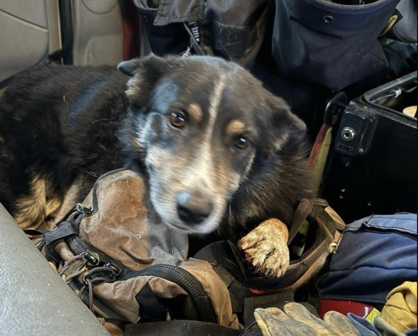 Dog survives Borel Fire