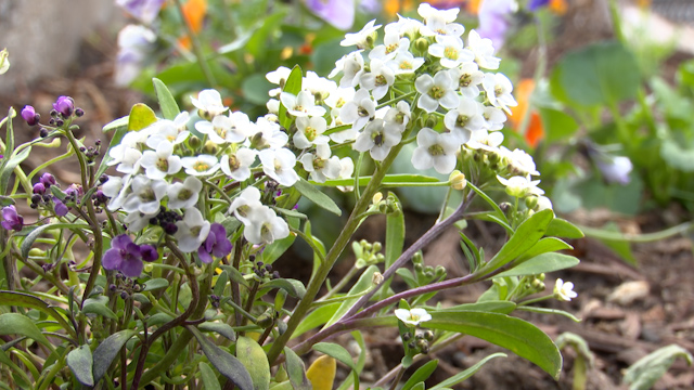 Flowers.jpg