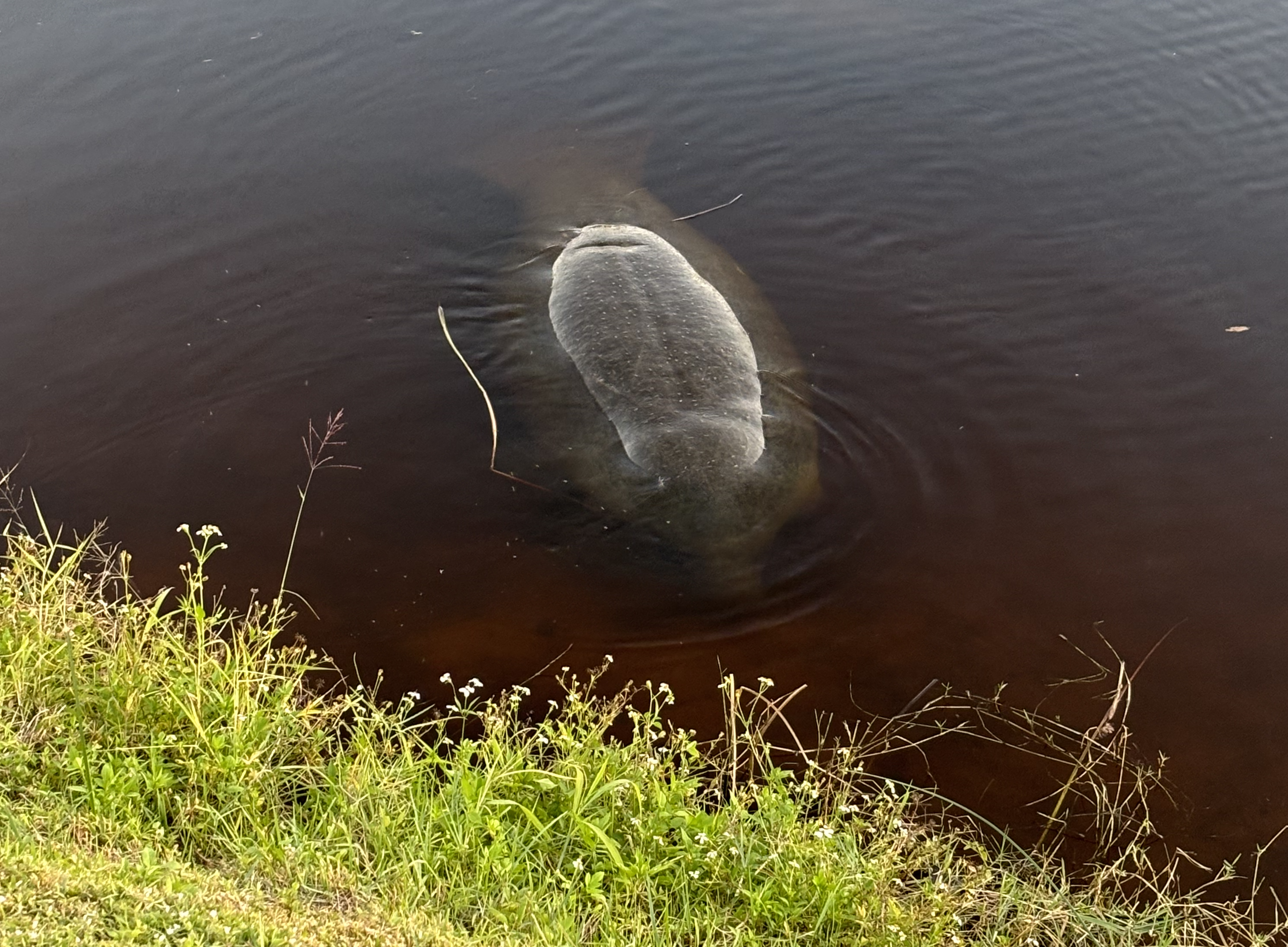 manatee in C24 canal in Port St Lucie.png