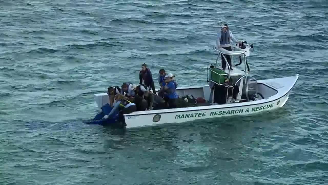 Jameson the manatee release