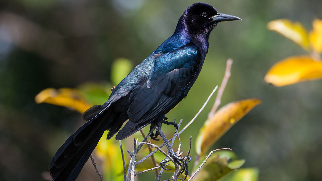 Boat-tailed grackle