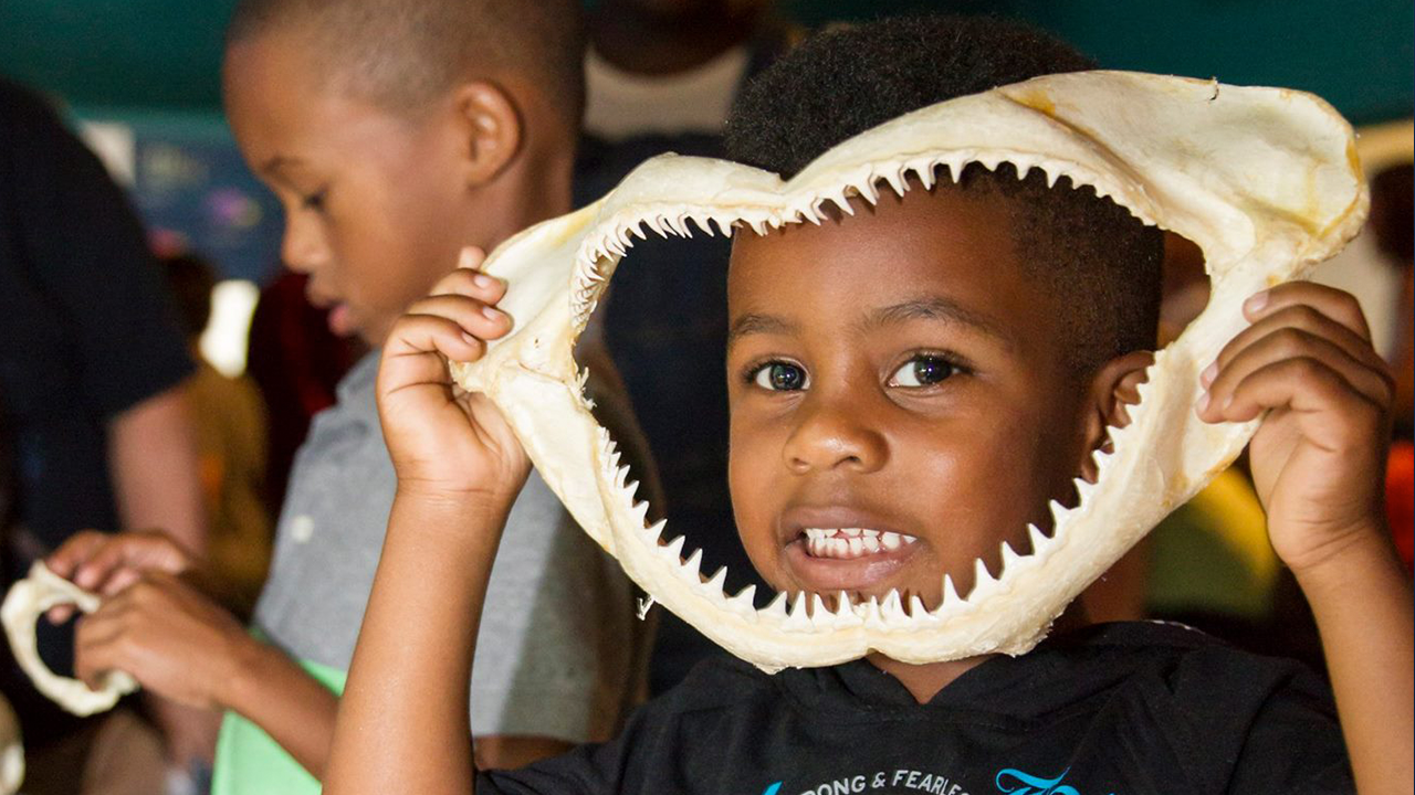 Sharks Cox Science Center