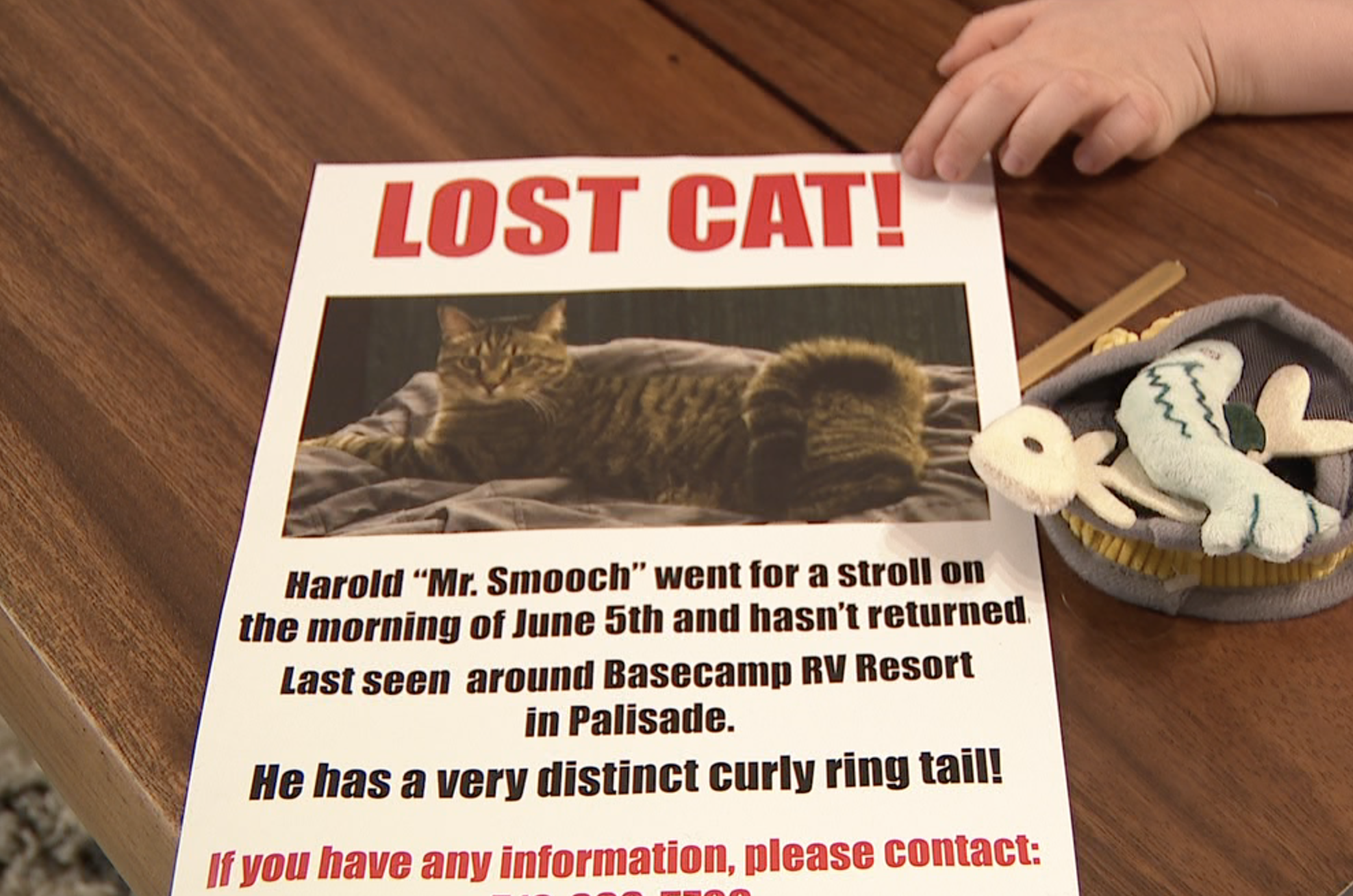 Harold the missing cat