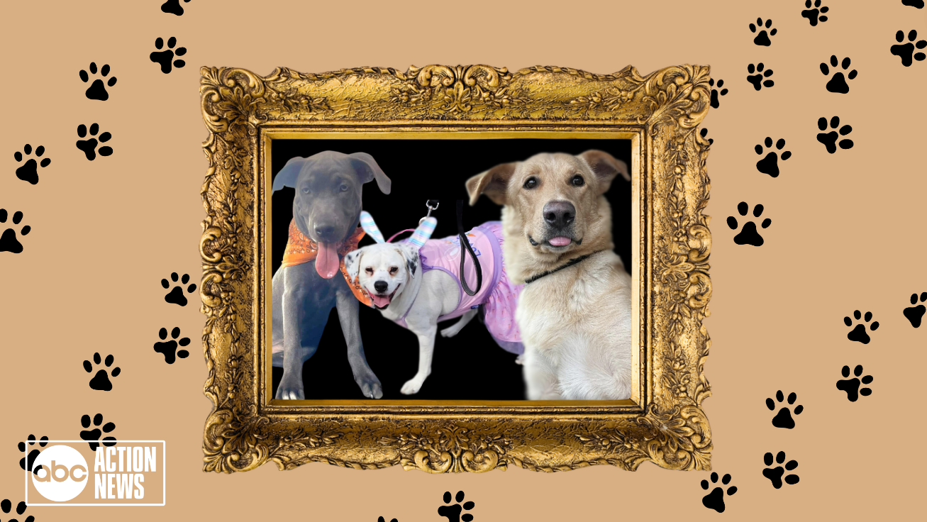 Rescues in Action 6-29-24