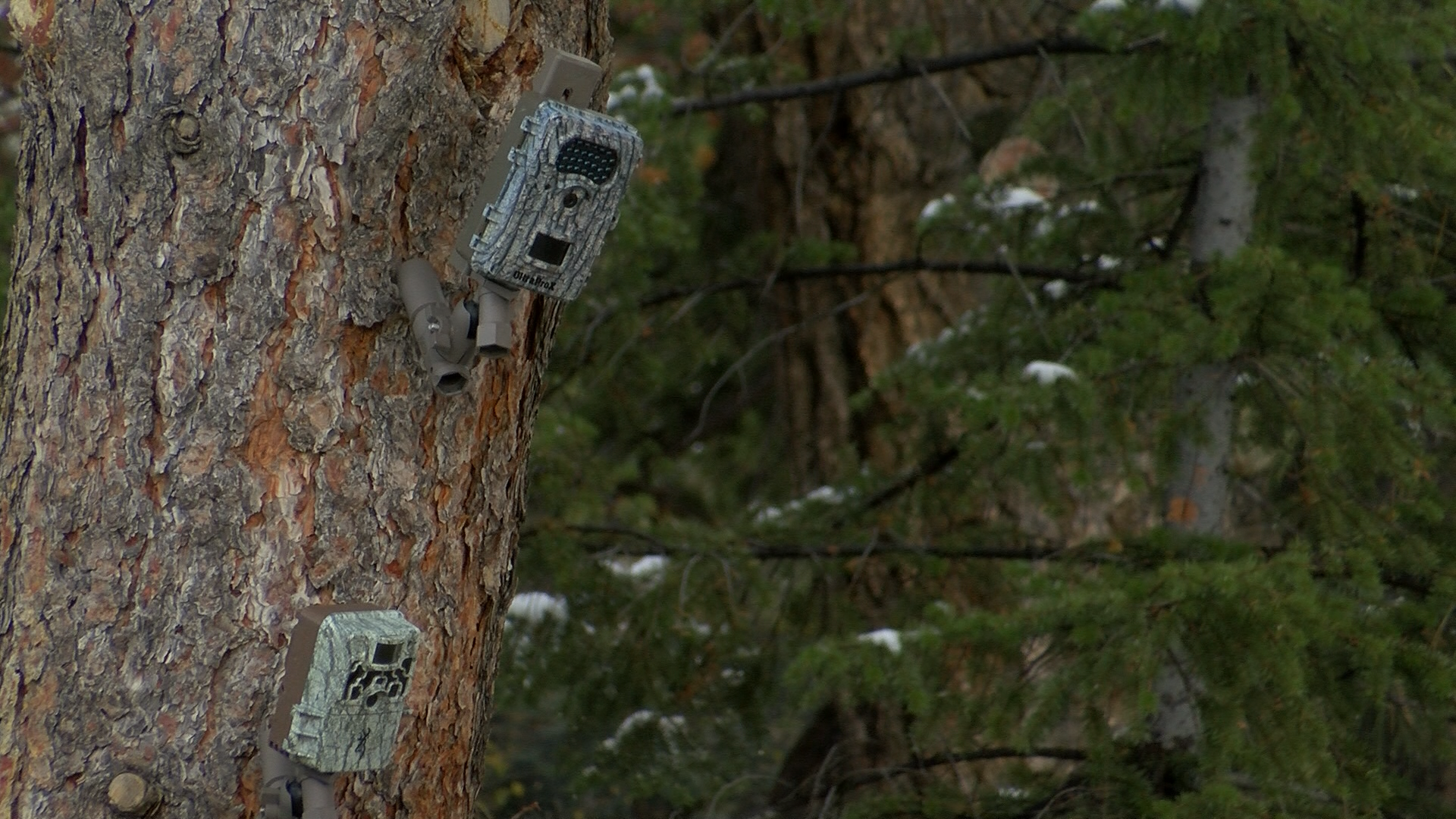 Spy High Mounts: a Montana company changing the way we use trail cameras