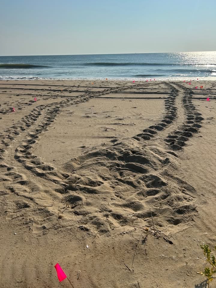 Sea turtle nests