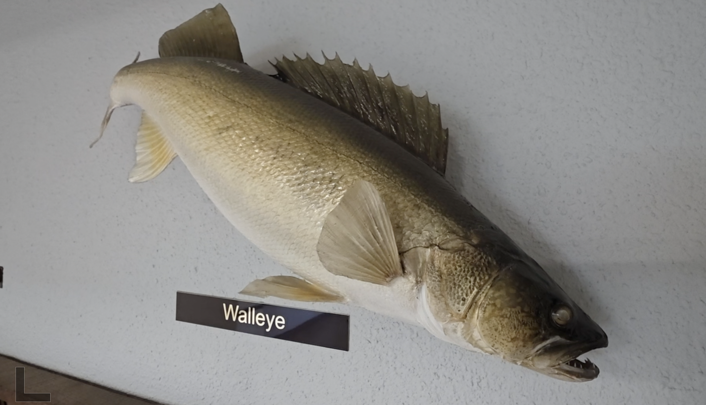 Fish and Game is pausing walleye stocking in two reservoirs