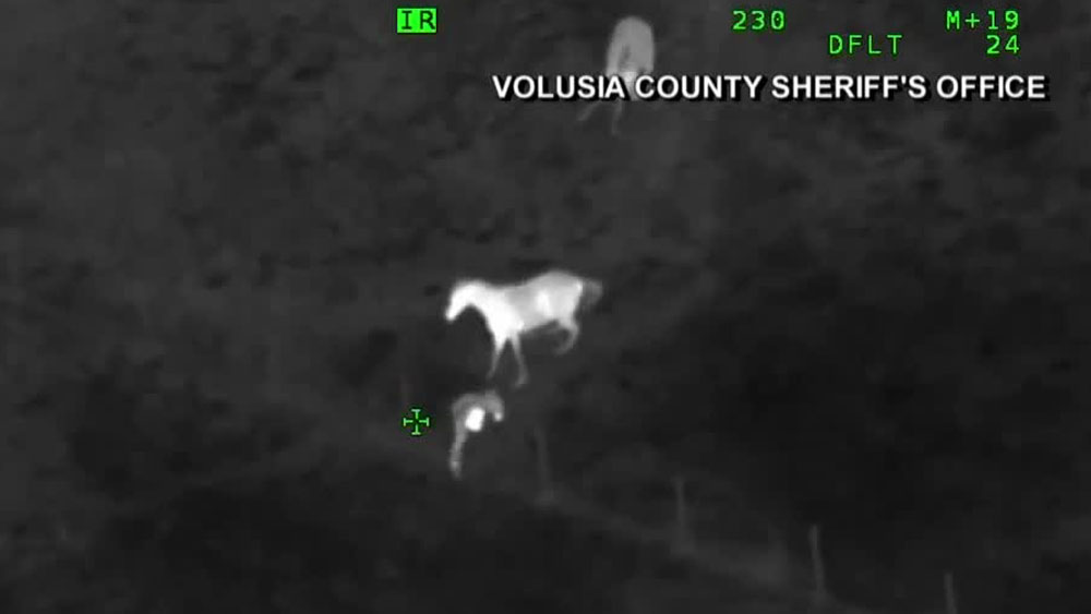wptv-horses-chases-suspect-.jpg