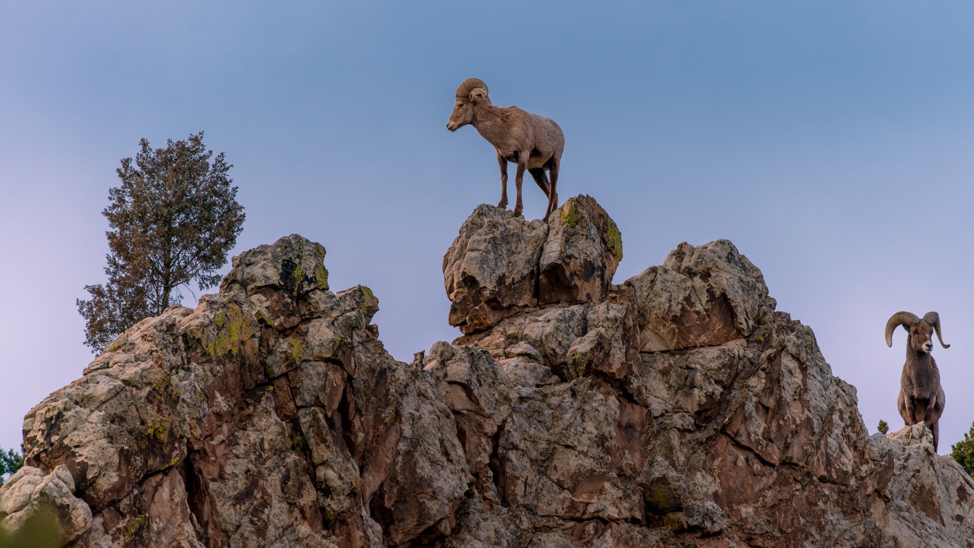 Bighorn Sheep