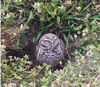 Burrowing owl.JPG