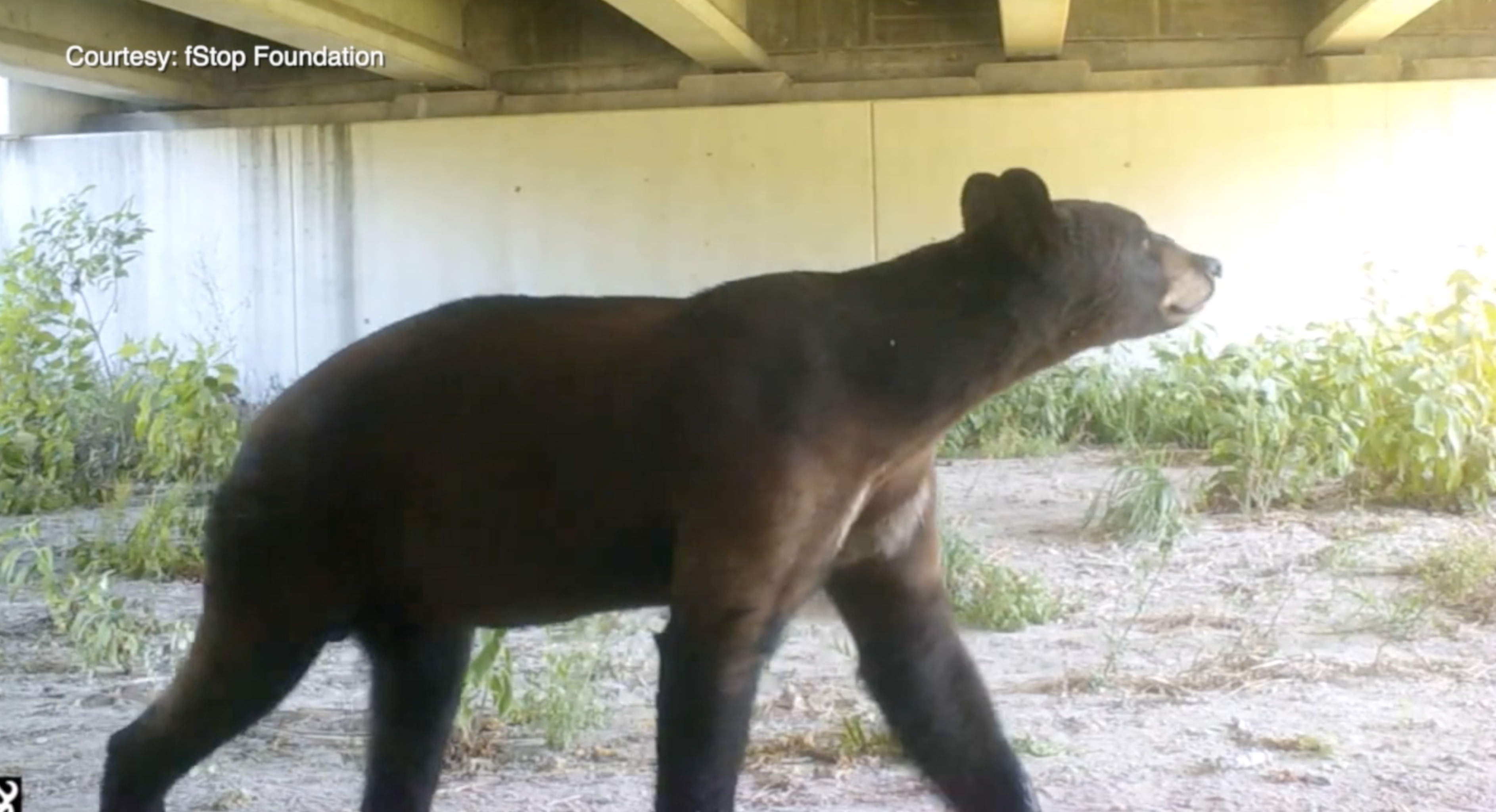 A black bear using a wildlife crossing in Florida.
