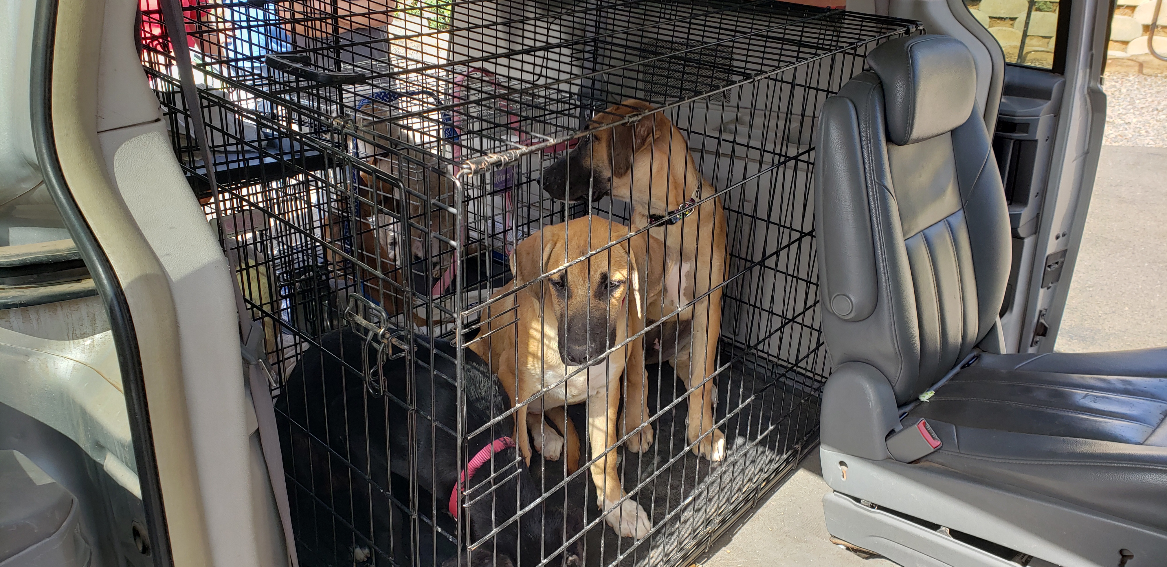 dogs from sonora rancho coastal humane_2.jpg