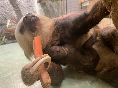 Cheyenne Mountain Zoo baby sloth