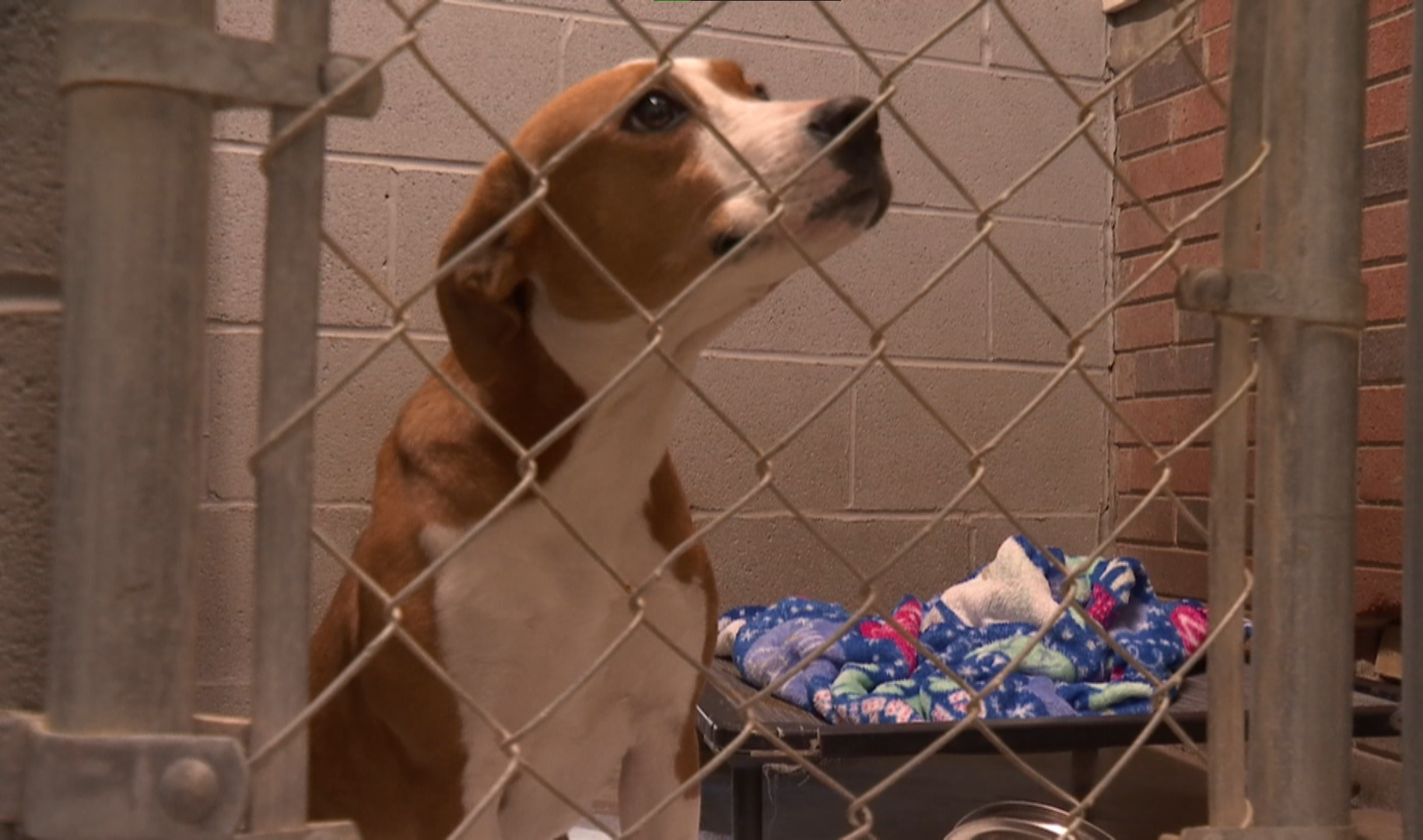 Harrison County animal shelter goes code red