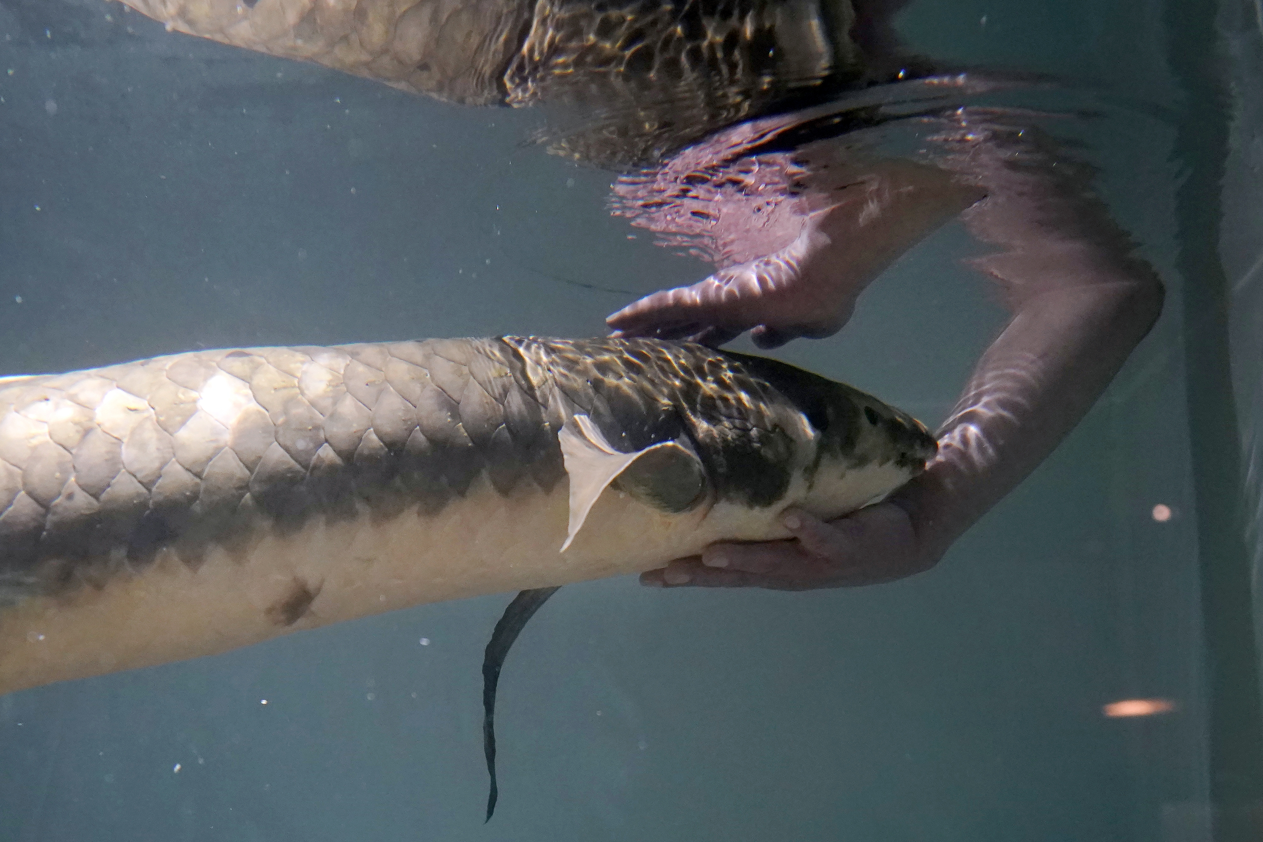 California Oldest Fish