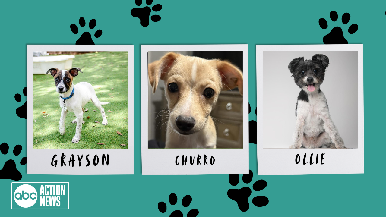 Grayson, Churro and Ollie