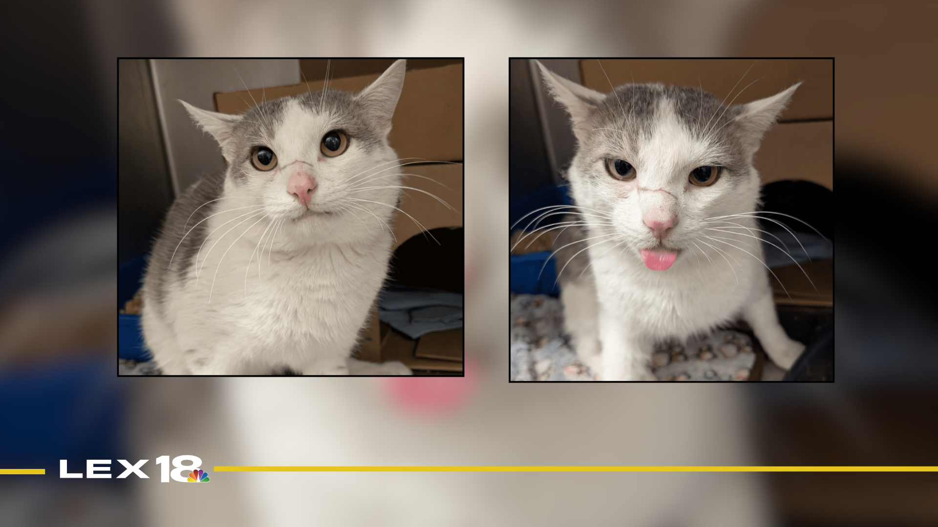 Featured Image Custom Edit (78).png