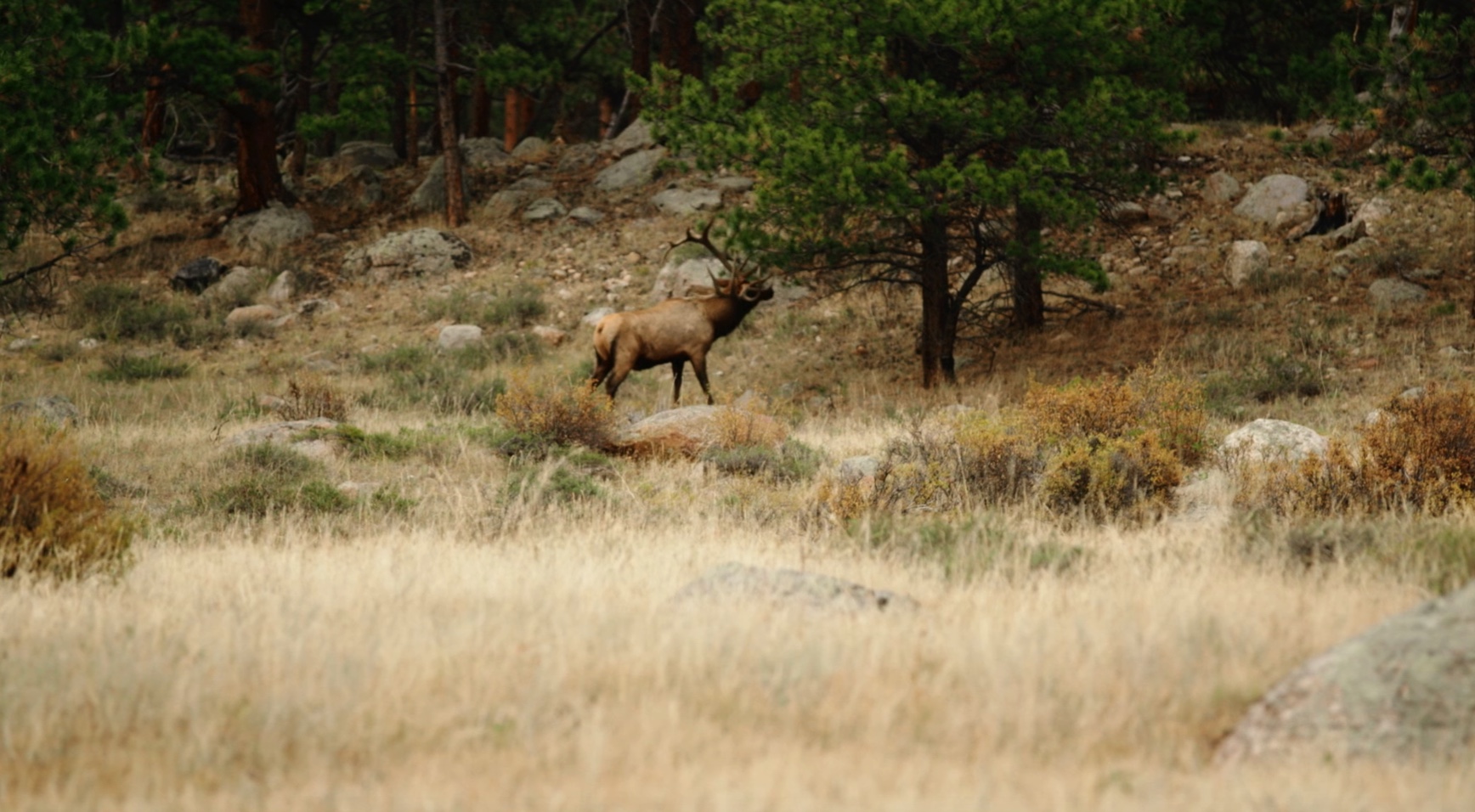 Elk spotters program aids wildlife management in Missoula - Vimarsana News