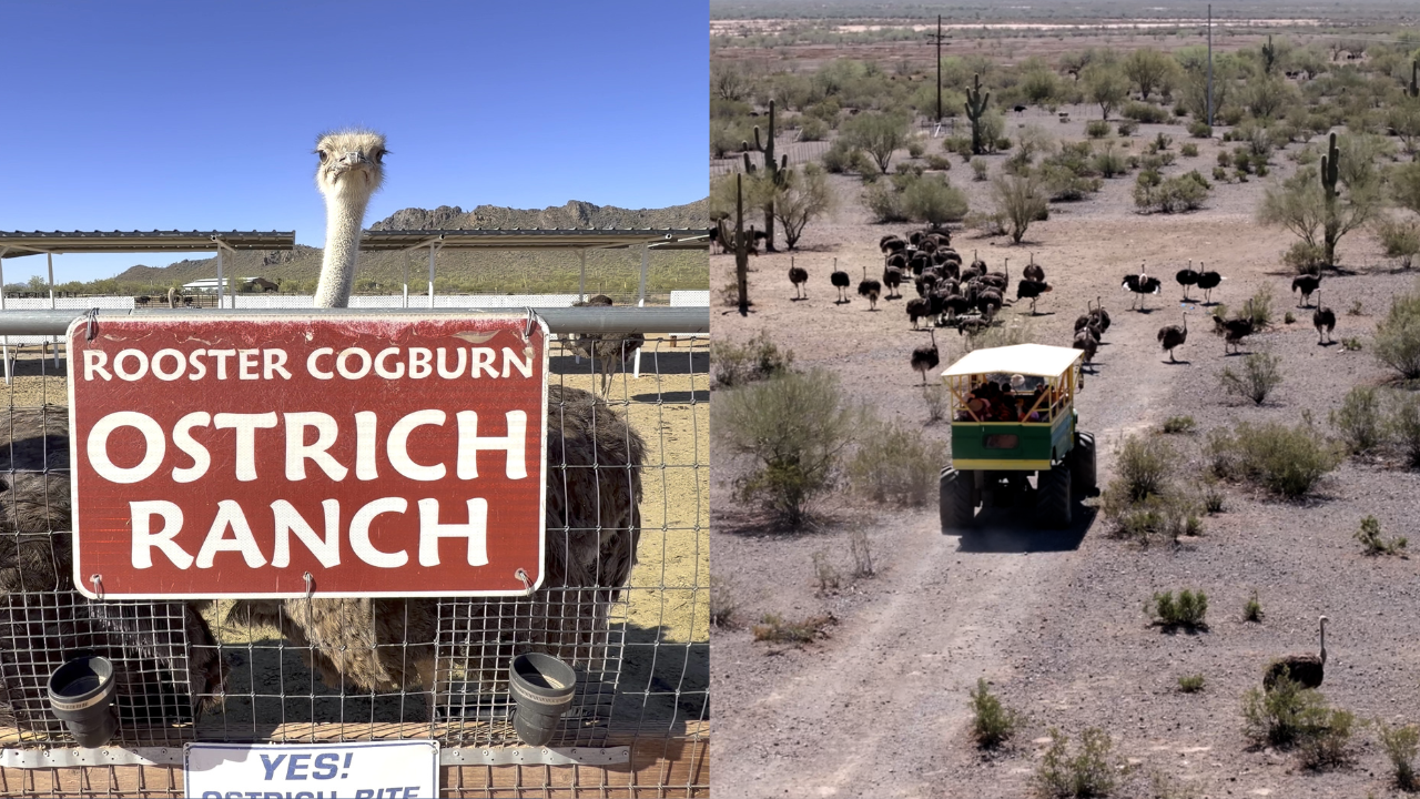 Rooster Cogburn Ostrich Ranch.png