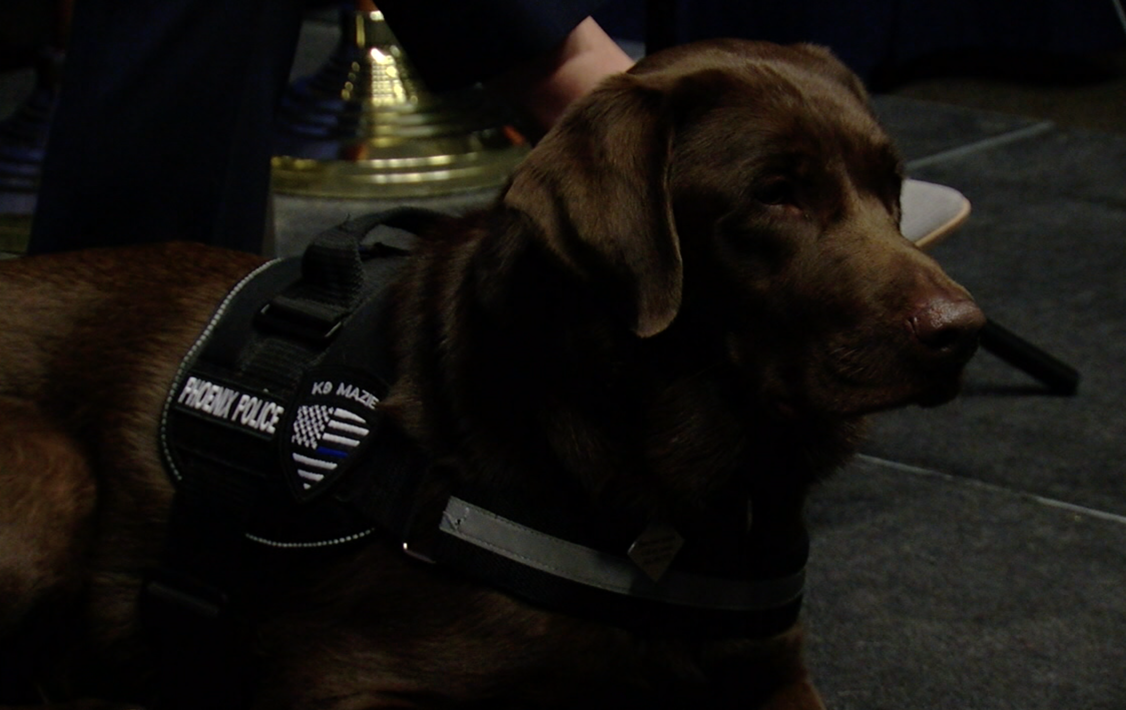 Phoenix Police support dog 