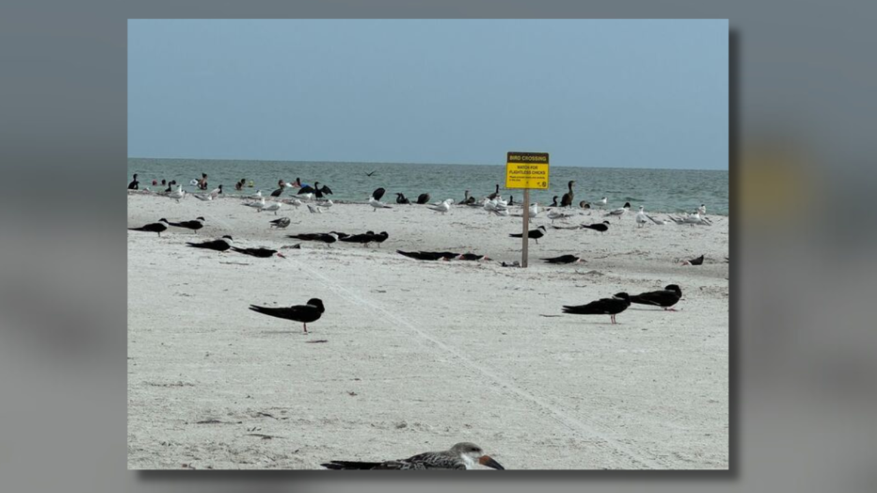 Indian Shores Police investigate after video shows man riding an electric scooter, hitting a Royal Tern