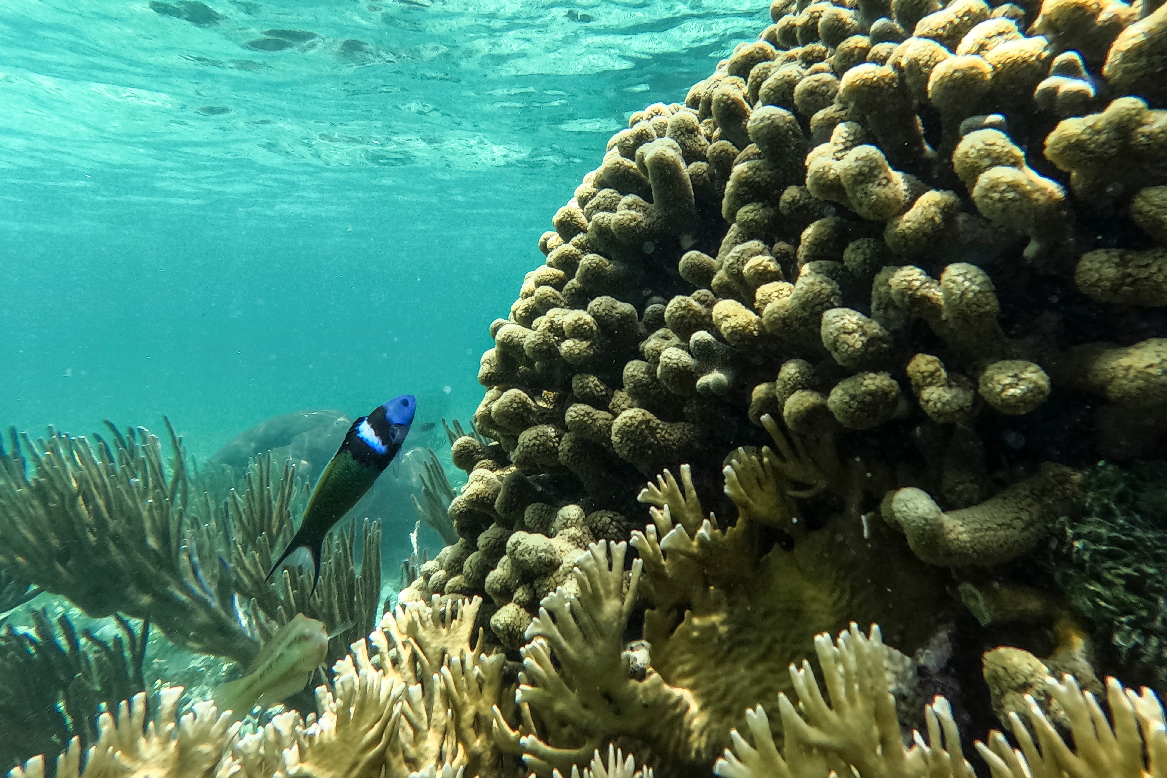 A fish swims through a coral reef in the Dutch Cays of Guna Yala on Panama's Caribbean coast, Tuesday, Aug. 25, 2026. 